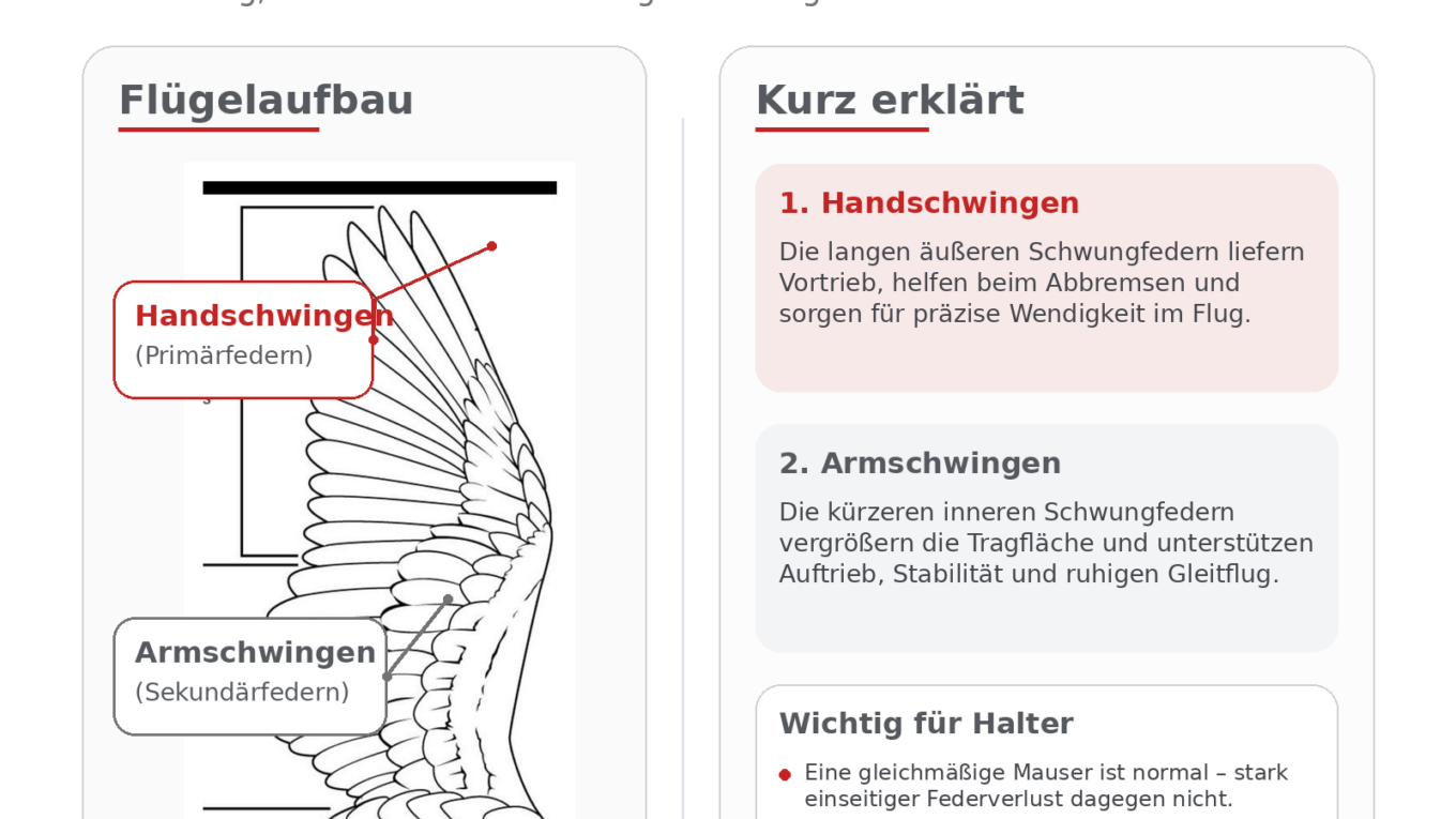 Infografik zu Handschwingen und Armschwingen beim Graupapagei