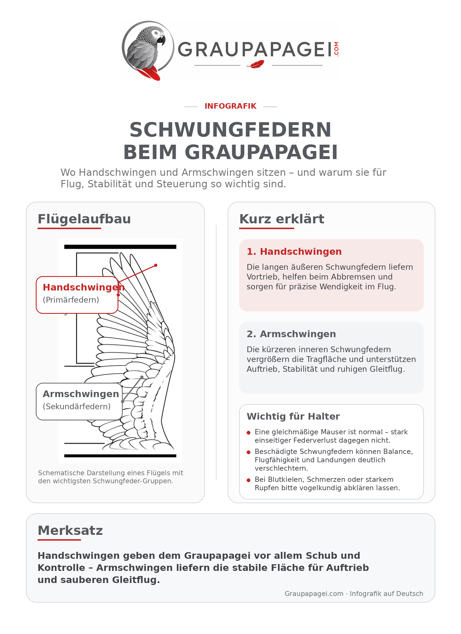 Infografik zu Handschwingen und Armschwingen beim Graupapagei